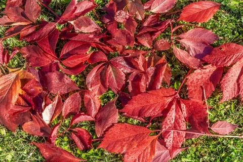 The beautiful texture of red wet leaves of girlish grapes is on a green grass Stock Photos