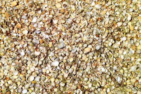 Beautiful texture of seashells Stock Photos