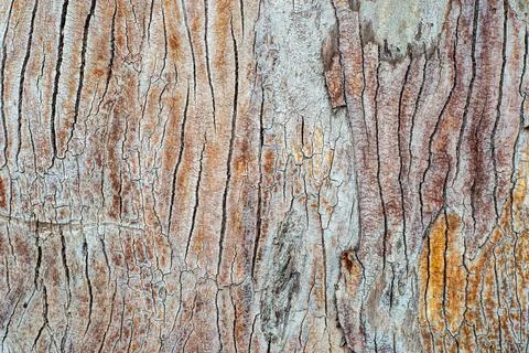 Beautiful texture of tree bark covered with small cracks Stock Photos