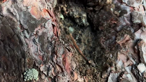 Beautiful texture of tree bark. Pine tree under blue sky in early spring. Sunny Stock Footage 266898405