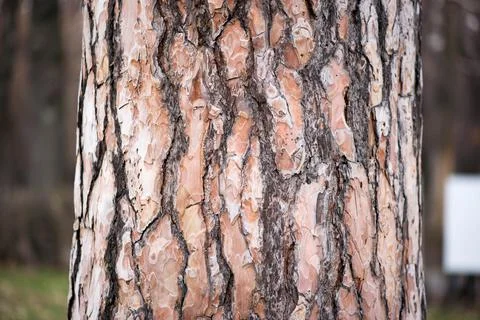 Beautiful texture of tree bark in spring in the park Stock Photos
