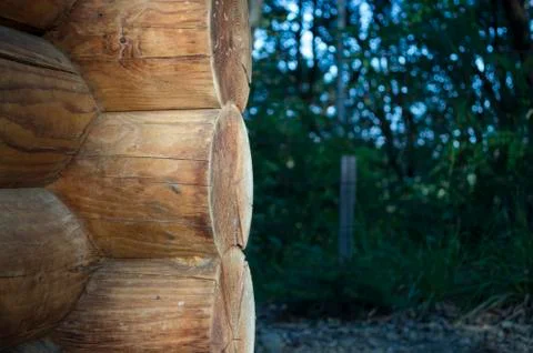 Beautiful texture tree trunk section Stock Photos