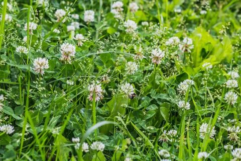 A beautiful texture of white clover flowers on the green grass and leaves bac Stock Photos