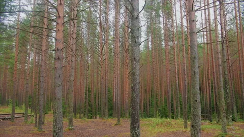 Beautiful textured old forest. The camera moves through the trees. Stock Footage 157371001