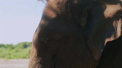 Beautiful Thai elephants with strong faces and skin awaiting to welcome tourists Stock Footage 341067980