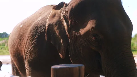 Beautiful Thai elephants with strong faces and skin awaiting to welcome tourists Video stock 341067986