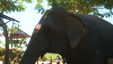 Beautiful Thai elephants with strong faces and skin awaiting to welcome tourists Stock Footage 341067989