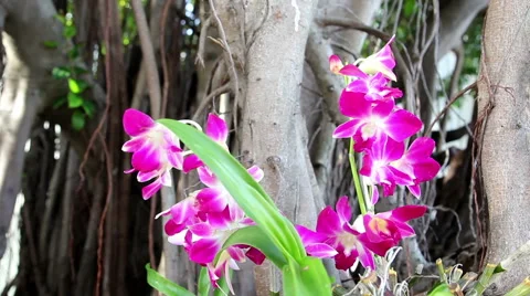 Dolly Orchid Videos Stock Videos – Royalty-Free HD & 4K Videos | Pond5