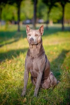 Beautiful Thai Ridgeback Dog Stock Photos