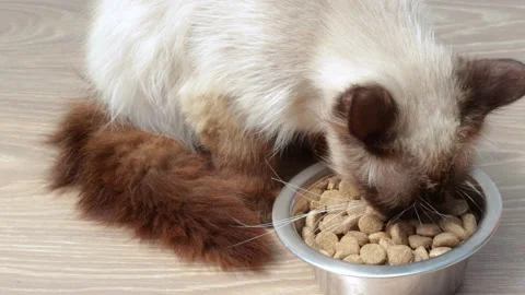 Beautiful thai siamese cat is eating dry food Video stock 202600092