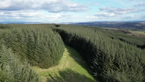 Beautiful Thick Scottish Forest Fly-Through Summer Video stock 269830111