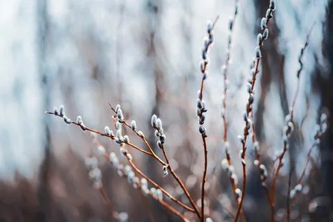 Beautiful thin branches with fluffy willow buds on a sunny spring day. April. Stock Photos