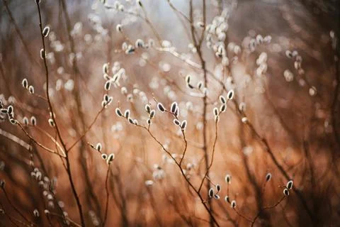 Beautiful thin willow branches with fluffy flower buds on a spring April sunn Stock Photos