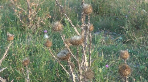Beautiful thistle Stock Footage 8652322