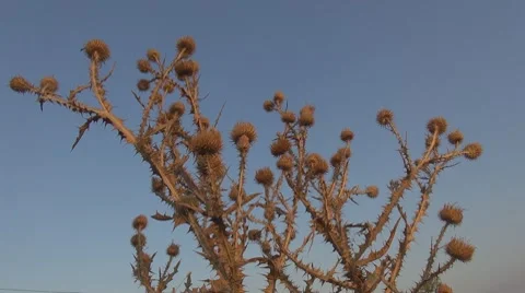 Beautiful thistle Stock Footage 8652448