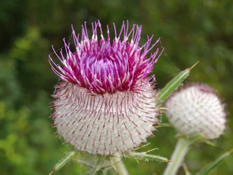 Beautiful thistle Stock Photos