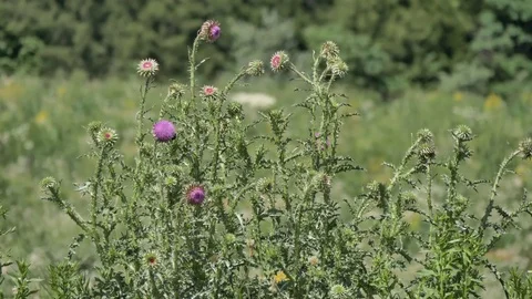 Beautiful Thistles of Green Fields Vídeo Stock 76379101