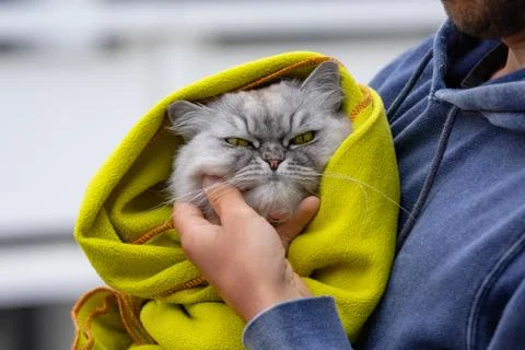 Beautiful thoroughbred grumpy cat with big green eyes basking in a warm blanket Stock Photos