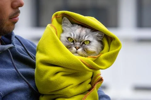 Beautiful thoroughbred grumpy cat warms in a green blanket on a cold autumn day Stock Photos