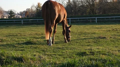 A beautiful thoroughbred horse eats grass on a green lawn in the sunset. Stock Footage 221400562