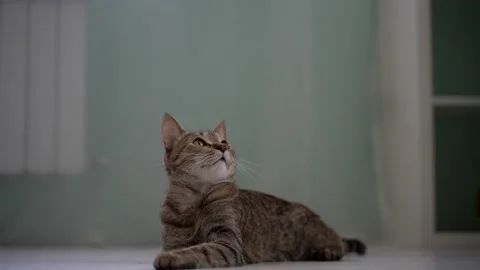 Beautiful three-colored cat playing with rope Stock Footage 131097205