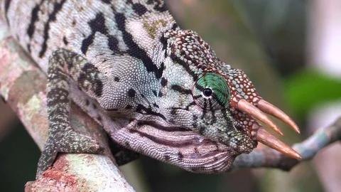Beautiful three-horned chameleon Stock Footage 81532050