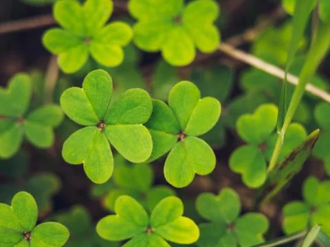 Beautiful three leaf clover leaves lovely macro photo Stock Photos