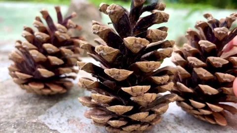 Beautiful three pine cones. Stock Footage 244604220