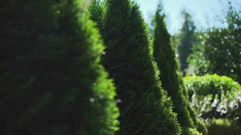 Beautiful thujas in the suns rays, a beautiful green background Stock Footage 328048163