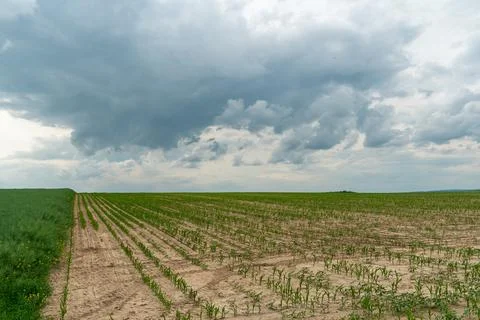 A beautiful thundercloud with rain hovered over a field of wheat. A terribl.. Fotos Stock