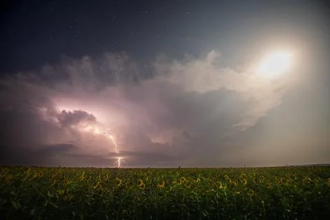 Beautiful thunderstorm with clouds, lightning and moon over a field sunflowers Stock Photos