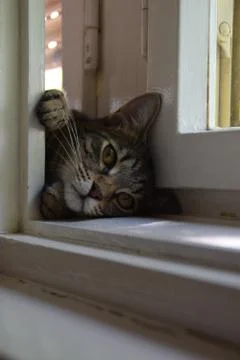 Beautiful tiger cat lying in the white wooden window Stock Photos