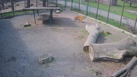 Beautiful tiger chilling on the sun Stock Footage 152832327
