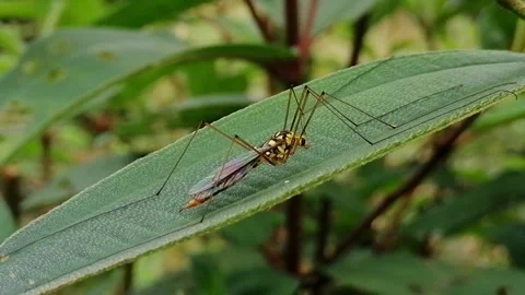 Beautiful Tiger crane fly resting on leaf. Stock Footage 221295950