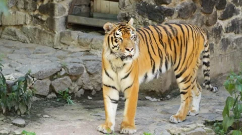 Beautiful tiger Stock-Footage 8521635