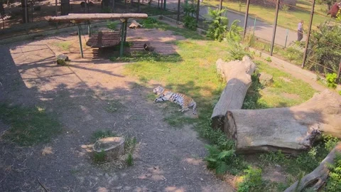 Beautiful tiger lay down on the lawn to sleep 스톡 동영상 157493939