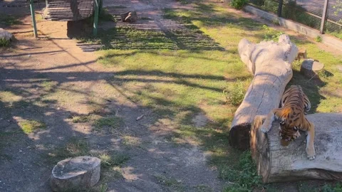 Beautiful tiger laying on the tree Stock Footage 160483200