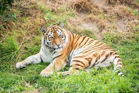 An beautiful tiger Stock Photos