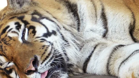 Beautiful tiger is resting, close up Stock Footage 116872398
