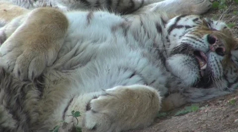 A beautiful tiger resting Stock-Footage 8523032