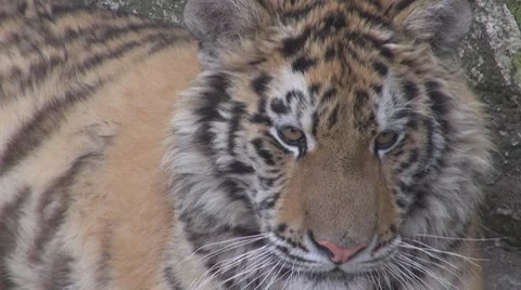 A beautiful tiger resting Video stock 8556771