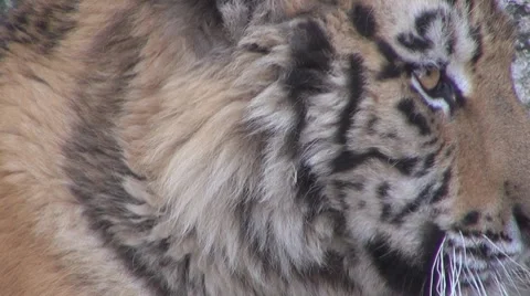 A beautiful tiger resting Stock-Footage 8556804