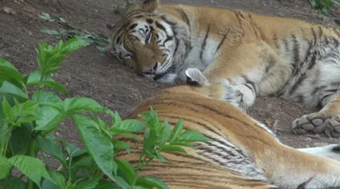 A beautiful tiger resting Vídeos de archivo 8556910