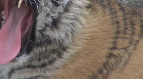 A beautiful tiger resting Видео 8568956