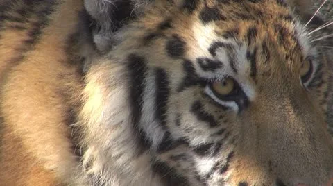 A beautiful tiger resting Vídeo Stock 8851378