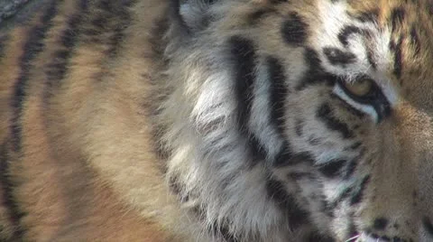 A beautiful tiger resting Vídeos de archivo 8851391