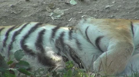 A beautiful tiger resting Stock Footage 8851410