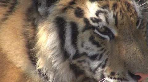 A beautiful tiger resting Видео 8851415