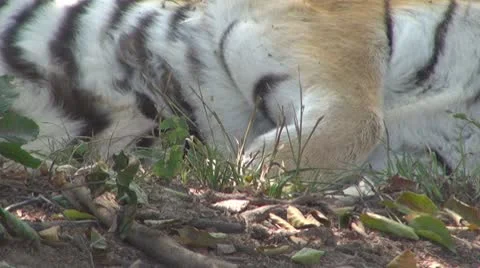 A beautiful tiger resting Видео 8851479