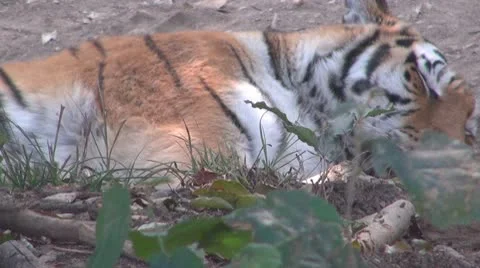 A beautiful tiger resting Stock-Footage 8851486